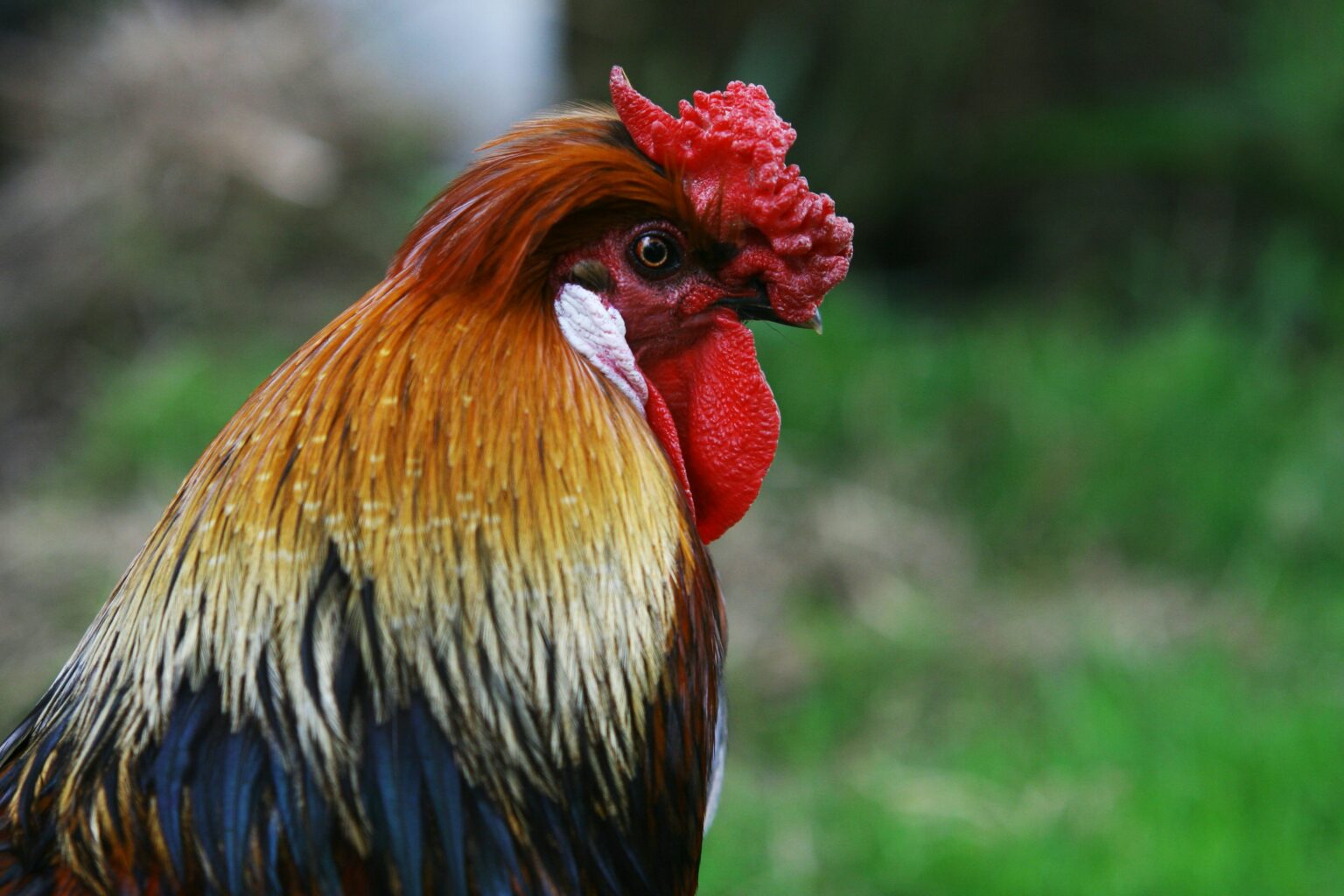 image rapprochée d'un coq avec une crête rouge vif