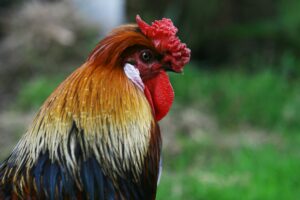 image rapprochée d'un coq avec une crête rouge vif